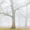 Hutewald im Nebel